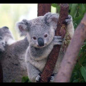 Meet your Posher, Huiting